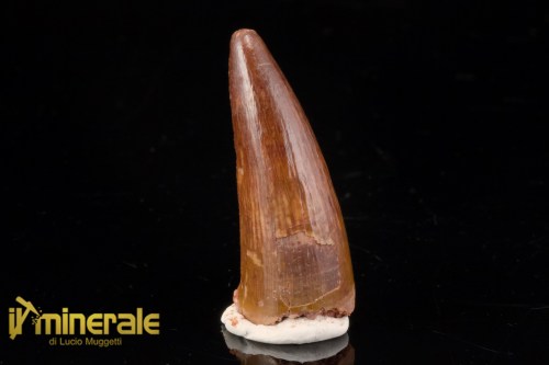 FS1202-1_fossili_collezione_dinosauri_dente_spinosauro_marocco