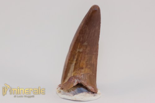 FS1202-3_fossili_collezione_dinosauri_dente_spinosauro_marocco