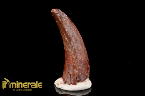 FS1203-1_fossili_collezione_dinosauri_dente_spinosauro_marocco