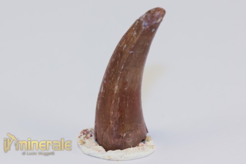 FS1203-3_fossili_collezione_dinosauri_dente_spinosauro_marocco