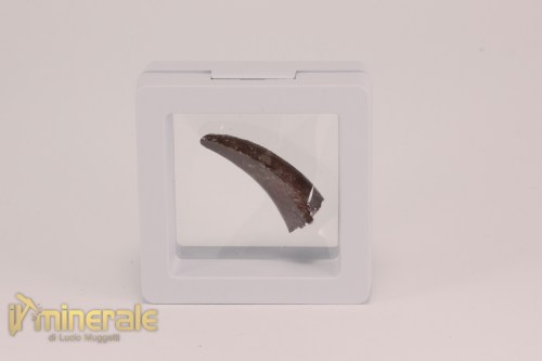 FS1203-4_fossili_collezione_dinosauri_dente_spinosauro_marocco