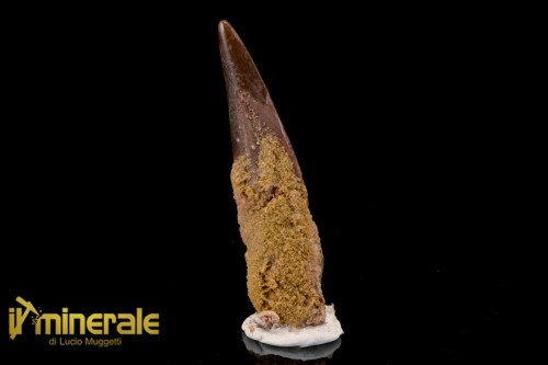 FS1204-1_fossili_collezione_dinosauri_dente_spinosauro_marocco