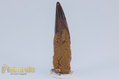 FS1204-2_fossili_collezione_dinosauri_dente_spinosauro_marocco