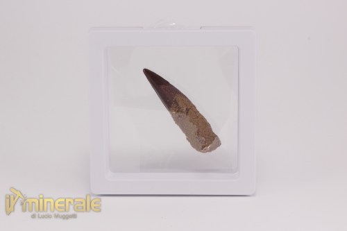 FS1204-4_fossili_collezione_rettile_axquatico_plesiosauri_dente_spinosauro_zarafasaura_oceanis_marocco