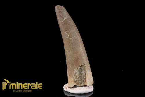 FS1205-1_fossili_collezione_rettile_axquatico_plesiosauri_dente_spinosauro_zarafasaura_oceanis_marocco