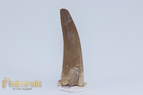 FS1205-2_fossili_collezione_rettile_axquatico_plesiosauri_dente_spinosauro_zarafasaura_oceanis_marocco