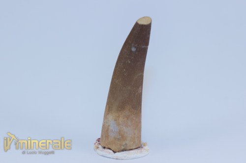 FS1205-3_fossili_collezione_rettile_axquatico_plesiosauri_dente_spinosauro_zarafasaura_oceanis_marocco