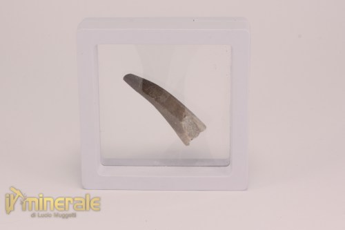 FS1205-4_fossili_collezione_rettile_axquatico_plesiosauri_dente_spinosauro_zarafasaura_oceanis_marocco