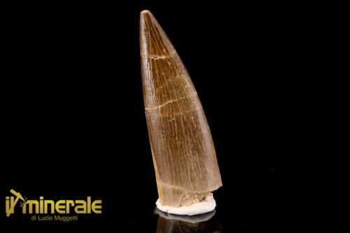 FS1206-1_fossili_collezione_rettile_axquatico_plesiosauri_dente_spinosauro_zarafasaura_oceanis_marocco