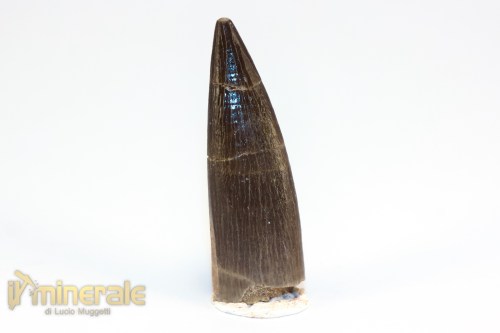 FS1206-2_fossili_collezione_rettile_axquatico_plesiosauri_dente_spinosauro_zarafasaura_oceanis_marocco