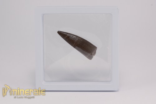 FS1206-4_fossili_collezione_rettile_axquatico_plesiosauri_dente_spinosauro_zarafasaura_oceanis_marocco