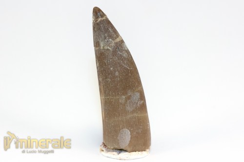 FS1207-2_fossili_collezione_rettile_axquatico_plesiosauri_dente_spinosauro_zarafasaura_oceanis_marocco