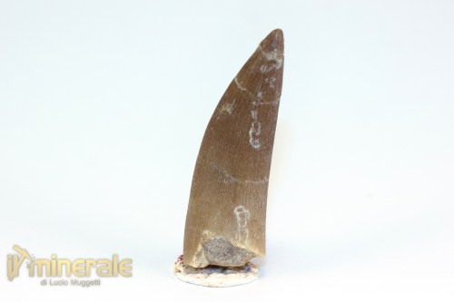 FS1207-3_fossili_collezione_rettile_axquatico_plesiosauri_dente_spinosauro_zarafasaura_oceanis_marocco8