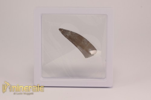 FS1207-4_fossili_collezione_rettile_axquatico_plesiosauri_dente_spinosauro_zarafasaura_oceanis_marocco
