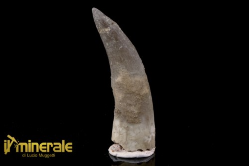 FS1208-1_fossili_collezione_rettile_axquatico_plesiosauri_dente_spinosauro_zarafasaura_oceanis_marocco