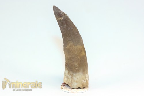 FS1208-2_fossili_collezione_rettile_axquatico_plesiosauri_dente_spinosauro_zarafasaura_oceanis_marocco