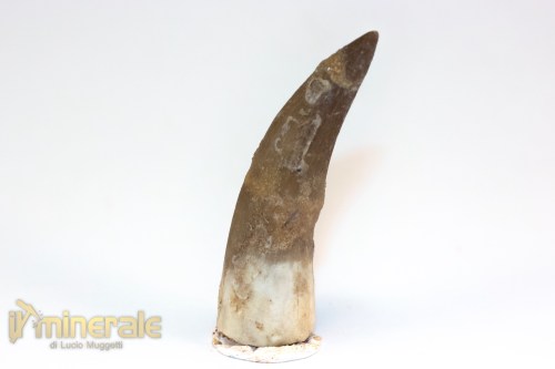 FS1208-3_fossili_collezione_rettile_axquatico_plesiosauri_dente_spinosauro_zarafasaura_oceanis_marocco