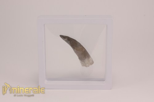 FS1208-4_fossili_collezione_rettile_axquatico_plesiosauri_dente_spinosauro_zarafasaura_oceanis_marocco