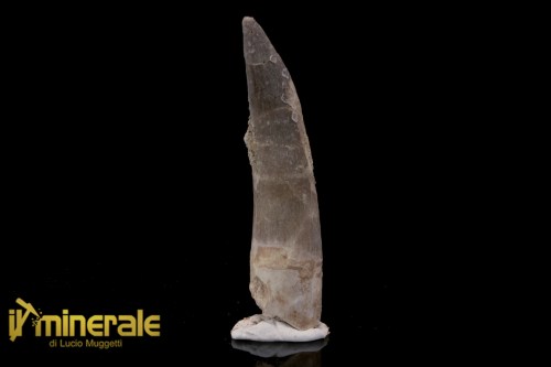 FS1209-1_fossili_collezione_rettile_axquatico_plesiosauri_dente_spinosauro_zarafasaura_oceanis_marocco