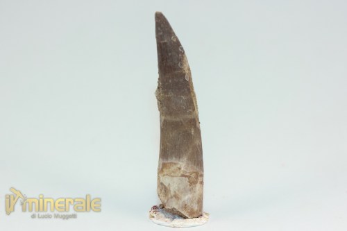 FS1209-2_fossili_collezione_rettile_axquatico_plesiosauri_dente_spinosauro_zarafasaura_oceanis_marocco