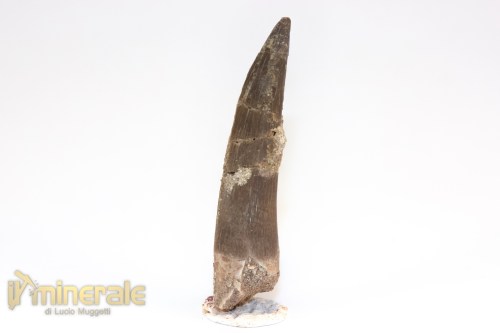 FS1209-3_fossili_collezione_rettile_axquatico_plesiosauri_dente_spinosauro_zarafasaura_oceanis_marocco