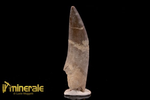 FS1210-1_fossili_collezione_rettile_axquatico_plesiosauri_dente_spinosauro_zarafasaura_oceanis_marocco