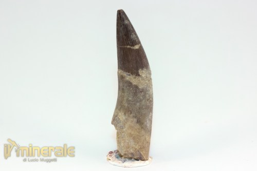 FS1210-2_fossili_collezione_rettile_axquatico_plesiosauri_dente_spinosauro_zarafasaura_oceanis_marocco