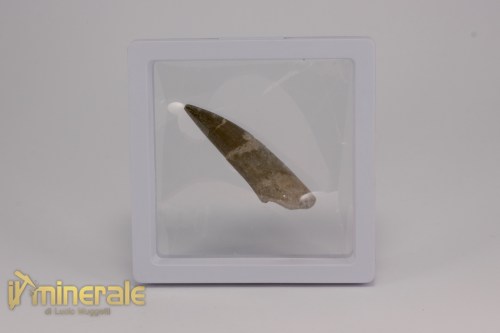 FS1210-4_fossili_collezione_rettile_axquatico_plesiosauri_dente_spinosauro_zarafasaura_oceanis_marocco