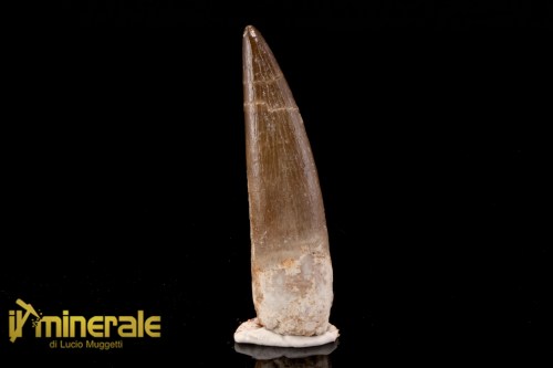 FS1211-1_fossili_collezione_rettile_axquatico_plesiosauri_dente_spinosauro_zarafasaura_oceanis_marocco