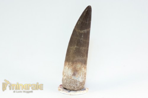 FS1211-3_fossili_collezione_rettile_axquatico_plesiosauri_dente_spinosauro_zarafasaura_oceanis_marocco