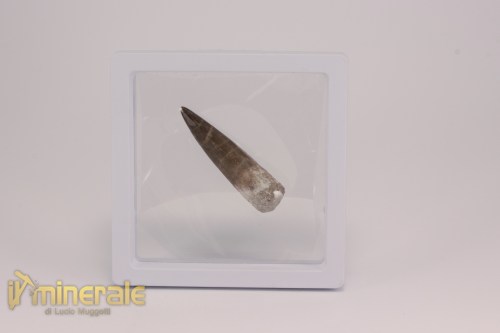 FS1211-4_fossili_collezione_rettile_axquatico_plesiosauri_dente_spinosauro_zarafasaura_oceanis_marocco