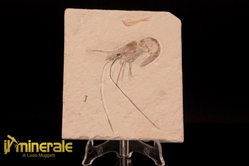 FS1212-1_fossili_collezione_crostacei_gamberi_marocco_carpopenaeus