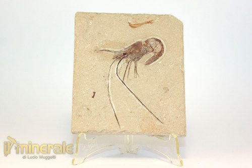 FS1212-2_fossili_collezione_crostacei_gamberi_marocco_carpopenaeus