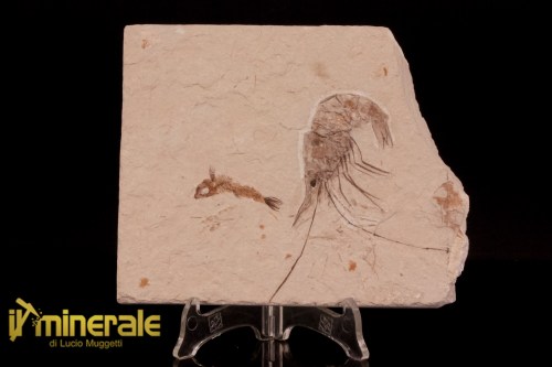 FS1213-1_fossili_collezione_crostacei_gamberi_marocco_carpopenaeus