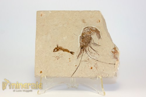 FS1213-2_fossili_collezione_crostacei_gamberi_marocco_carpopenaeus