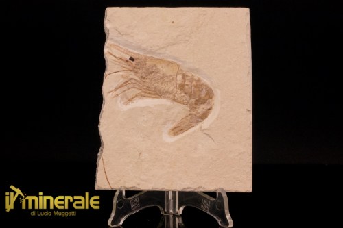 FS1214-1_fossili_collezione_crostacei_gamberi_marocco_carpopenaeus