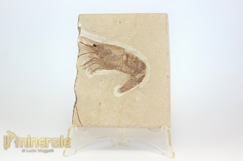 FS1214-2_fossili_collezione_crostacei_gamberi_marocco_carpopenaeus