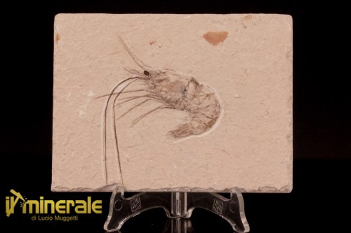 FS1215-1_fossili_collezione_crostacei_gamberi_marocco_carpopenaeus