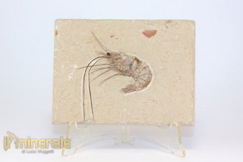 FS1215-2_fossili_collezione_crostacei_gamberi_marocco_carpopenaeus