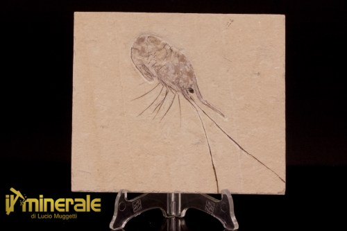 FS1216-1_fossili_collezione_crostacei_gamberi_marocco_carpopenaeus