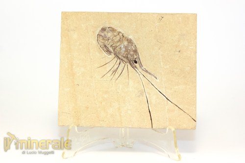 FS1216-2_fossili_collezione_crostacei_gamberi_marocco_carpopenaeus