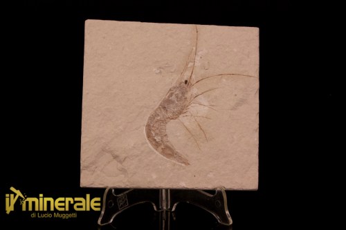 FS1217-1_fossili_collezione_crostacei_gamberi_marocco_carpopenaeus