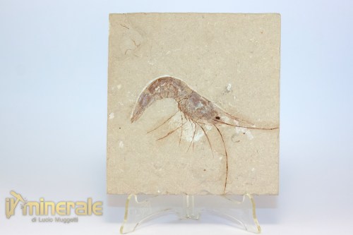 FS1217-2_fossili_collezione_crostacei_gamberi_marocco_carpopenaeus