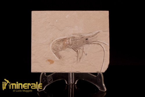 FS1218-1_fossili_collezione_crostacei_gamberi_marocco_carpopenaeus