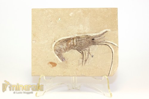FS1218-2_fossili_collezione_crostacei_gamberi_marocco_carpopenaeus