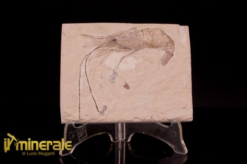 FS1219-1_fossili_collezione_crostacei_gamberi_marocco_carpopenaeus