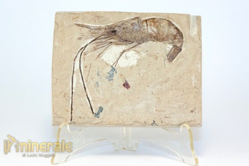 FS1219-2_fossili_collezione_crostacei_gamberi_marocco_carpopenaeus