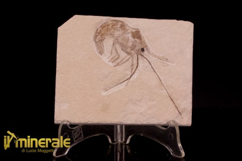FS1220-1_fossili_collezione_crostacei_gamberi_marocco_carpopenaeus