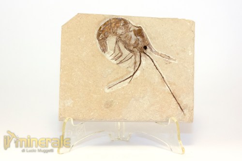 FS1220-2_fossili_collezione_crostacei_gamberi_marocco_carpopenaeus