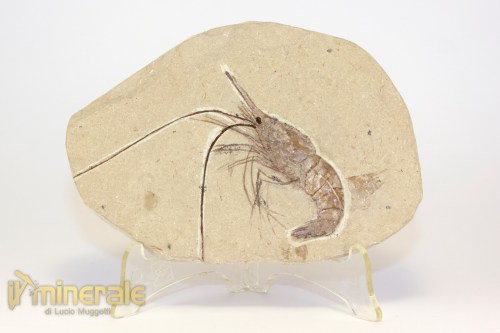 FS1221-2_fossili_collezione_crostacei_gamberi_marocco_carpopenaeus
